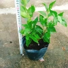 Cây vối nếp 10 công dụng thần kỳ - Giá chỉ 39.000 VND, tiết kiệm 7.800 VND 2