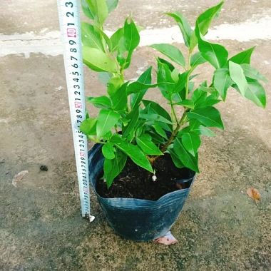 Cây vối nếp 10 công dụng thần kỳ - Giá chỉ 39.000 VND, tiết kiệm 7.800 VND