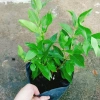Cây vối nếp 10 công dụng thần kỳ - Giá chỉ 39.000 VND, tiết kiệm 7.800 VND 3