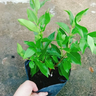 Cây vối nếp 10 công dụng thần kỳ - Giá chỉ 39.000 VND, tiết kiệm 7.800 VND