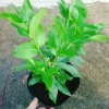 Cây vối nếp 10 công dụng thần kỳ - Giá chỉ 39.000 VND, tiết kiệm 7.800 VND 4