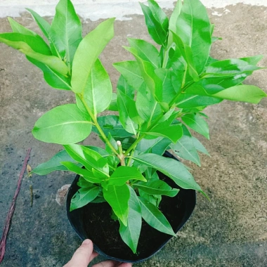 Cây vối nếp 10 công dụng thần kỳ - Giá chỉ 39.000 VND, tiết kiệm 7.800 VND