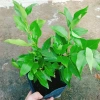 Cây vối nếp 10 công dụng thần kỳ - Giá chỉ 39.000 VND, tiết kiệm 7.800 VND 5