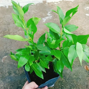 Cây vối nếp 10 công dụng thần kỳ - Giá chỉ 39.000 VND, tiết kiệm 7.800 VND 5 Cây vối nếp 10 công dụng thần kỳ - Giá chỉ 39.000 VND, tiết kiệm 7.800 VND 5