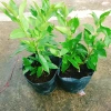 Cây vối nếp 10 công dụng thần kỳ - Giá chỉ 39.000 VND, tiết kiệm 7.800 VND 6