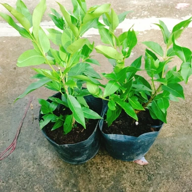 Cây vối nếp 10 công dụng thần kỳ - Giá chỉ 39.000 VND, tiết kiệm 7.800 VND
