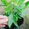 Cây vối nếp 10 công dụng thần kỳ - Giá chỉ 39.000 VND, tiết kiệm 7.800 VND 7