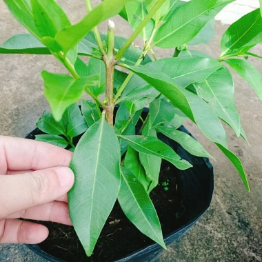 Cây vối nếp 10 công dụng thần kỳ - Giá chỉ 39.000 VND, tiết kiệm 7.800 VND
