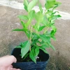 Cây vối nếp 10 công dụng thần kỳ - Giá chỉ 39.000 VND, tiết kiệm 7.800 VND 8