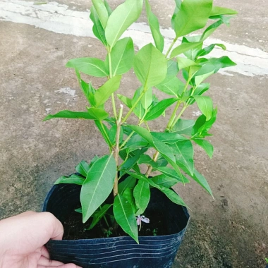 Cây vối nếp 10 công dụng thần kỳ - Giá chỉ 39.000 VND, tiết kiệm 7.800 VND