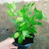 Cây vối nếp 10 công dụng thần kỳ - Giá chỉ 39.000 VND, tiết kiệm 7.800 VND 9