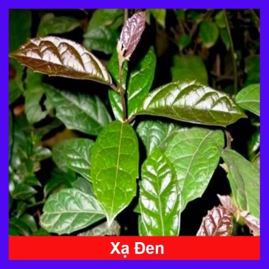 Cây Xạ Đen - Công Dụng Thần Kỳ, Giảm Đau Nhức, Tăng Sức Kháng, Giá 35.000 VND