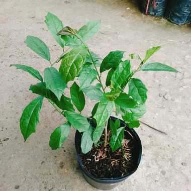 Cây Xạ Đen - Công Dụng Thần Kỳ, Giảm Đau Nhức, Tăng Sức Kháng, Giá 35.000 VND 2