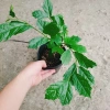 Cây Xạ Đen - Công Dụng Thần Kỳ, Giảm Đau Nhức, Tăng Sức Kháng, Giá 35.000 VND 3