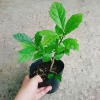 Cây Xạ Đen - Công Dụng Thần Kỳ, Giảm Đau Nhức, Tăng Sức Kháng, Giá 35.000 VND 5