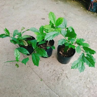 Cây Xạ Đen - Công Dụng Thần Kỳ, Giảm Đau Nhức, Tăng Sức Kháng, Giá 35.000 VND 6
