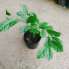 Cây Xạ Đen - Công Dụng Thần Kỳ, Giảm Đau Nhức, Tăng Sức Kháng, Giá 35.000 VND 7