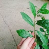 Cây Xạ Đen - Công Dụng Thần Kỳ, Giảm Đau Nhức, Tăng Sức Kháng, Giá 35.000 VND 8