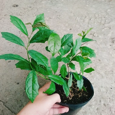 Cây Xạ Đen - Công Dụng Thần Kỳ, Giảm Đau Nhức, Tăng Sức Kháng, Giá 35.000 VND 9