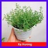 Cây Xạ Hương Thyme chậu - Cây cảnh thơm đuổi muỗi, làm gia vị, giá chỉ 55.000₫