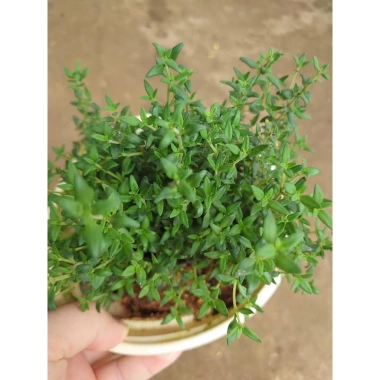 Cây Xạ Hương Thyme chậu - Cây cảnh thơm đuổi muỗi, làm gia vị, giá chỉ 55.000₫ 2