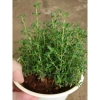 Cây Xạ Hương Thyme chậu - Cây cảnh thơm đuổi muỗi, làm gia vị, giá chỉ 55.000₫ 3