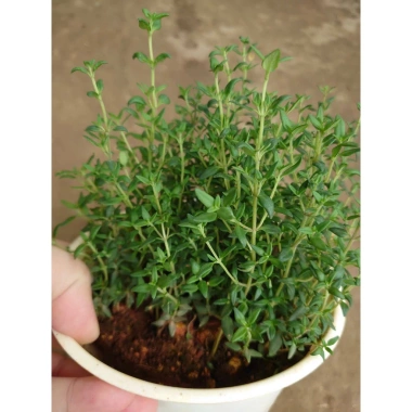 Cây Xạ Hương Thyme chậu - Cây cảnh thơm đuổi muỗi, làm gia vị, giá chỉ 55.000₫ 3