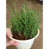 Cây Xạ Hương Thyme chậu - Cây cảnh thơm đuổi muỗi, làm gia vị, giá chỉ 55.000₫ 5