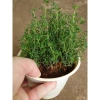 Cây Xạ Hương Thyme chậu - Cây cảnh thơm đuổi muỗi, làm gia vị, giá chỉ 55.000₫ 6
