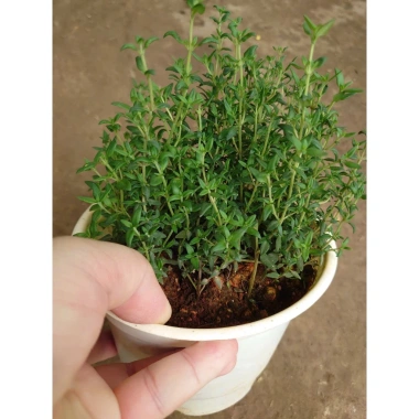 Cây Xạ Hương Thyme chậu - Cây cảnh thơm đuổi muỗi, làm gia vị, giá chỉ 55.000₫ 6
