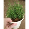 Cây Xạ Hương Thyme chậu - Cây cảnh thơm đuổi muỗi, làm gia vị, giá chỉ 55.000₫ 7