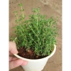 Cây Xạ Hương Thyme chậu - Cây cảnh thơm đuổi muỗi, làm gia vị, giá chỉ 55.000₫ 8