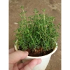 Cây Xạ Hương Thyme chậu - Cây cảnh thơm đuổi muỗi, làm gia vị, giá chỉ 55.000₫ 9