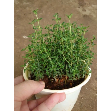 Cây Xạ Hương Thyme chậu - Cây cảnh thơm đuổi muỗi, làm gia vị, giá chỉ 55.000₫ 9