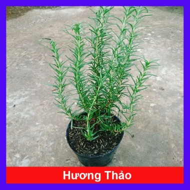 Cây Xạ Hương Thyme chậu - Cây cảnh thơm đuổi muỗi, làm gia vị, giá chỉ 55.000₫ 10