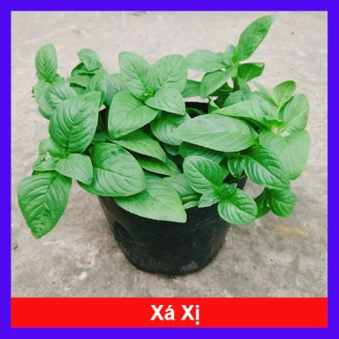 Cây Xá Xị - Cây Rau Quế Vị tươi ngon, giá ưu đãi 45.000đ, giảm từ 58.050đ