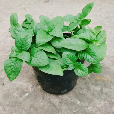 Cây Xá Xị - Cây Rau Quế Vị tươi ngon, giá ưu đãi 45.000đ, giảm từ 58.050đ