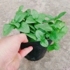 Cây Xá Xị - Cây Rau Quế Vị tươi ngon, giá ưu đãi 45.000đ, giảm từ 58.050đ 3