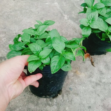 Cây Xá Xị - Cây Rau Quế Vị tươi ngon, giá ưu đãi 45.000đ, giảm từ 58.050đ 4 Cây Xá Xị - Cây Rau Quế Vị tươi ngon, giá ưu đãi 45.000đ, giảm từ 58.050đ 4
