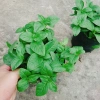 Cây Xá Xị - Cây Rau Quế Vị tươi ngon, giá ưu đãi 45.000đ, giảm từ 58.050đ 5