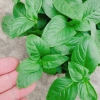 Cây Xá Xị - Cây Rau Quế Vị tươi ngon, giá ưu đãi 45.000đ, giảm từ 58.050đ 6