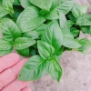 Cây Xá Xị - Cây Rau Quế Vị tươi ngon, giá ưu đãi 45.000đ, giảm từ 58.050đ 7