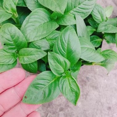 Cây Xá Xị - Cây Rau Quế Vị tươi ngon, giá ưu đãi 45.000đ, giảm từ 58.050đ