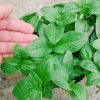 Cây Xá Xị - Cây Rau Quế Vị tươi ngon, giá ưu đãi 45.000đ, giảm từ 58.050đ 9