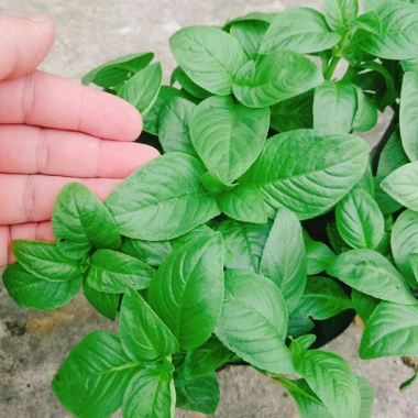 Cây Xá Xị - Cây Rau Quế Vị tươi ngon, giá ưu đãi 45.000đ, giảm từ 58.050đ 9 Cây Xá Xị - Cây Rau Quế Vị tươi ngon, giá ưu đãi 45.000đ, giảm từ 58.050đ 9
