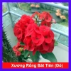 Cây Xương Rồng Bát Tiên Đỏ - Cây cảnh để bàn, giảm còn 45.000đ, dễ chăm sóc, trang trí