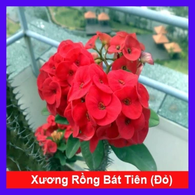 Cây Xương Rồng Bát Tiên Đỏ - Cây cảnh để bàn, giảm còn 45.000đ, dễ chăm sóc, trang trí