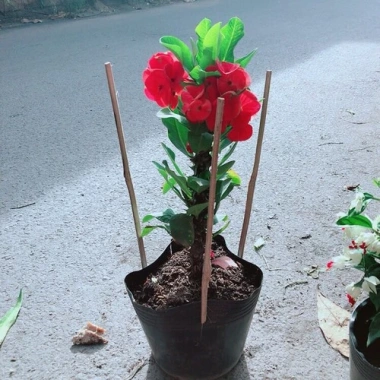 Cây Xương Rồng Bát Tiên Đỏ - Cây cảnh để bàn, giảm còn 45.000đ, dễ chăm sóc, trang trí 2