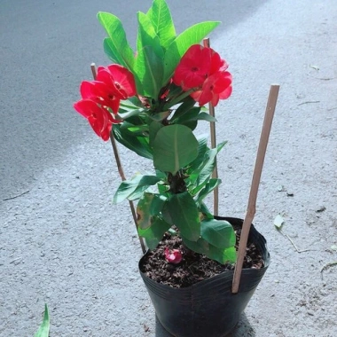 Cây Xương Rồng Bát Tiên Đỏ - Cây cảnh để bàn, giảm còn 45.000đ, dễ chăm sóc, trang trí 3