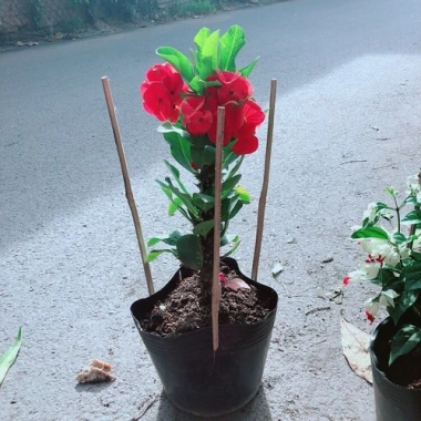 Cây Xương Rồng Bát Tiên Đỏ - Cây cảnh để bàn, giảm còn 45.000đ, dễ chăm sóc, trang trí 4